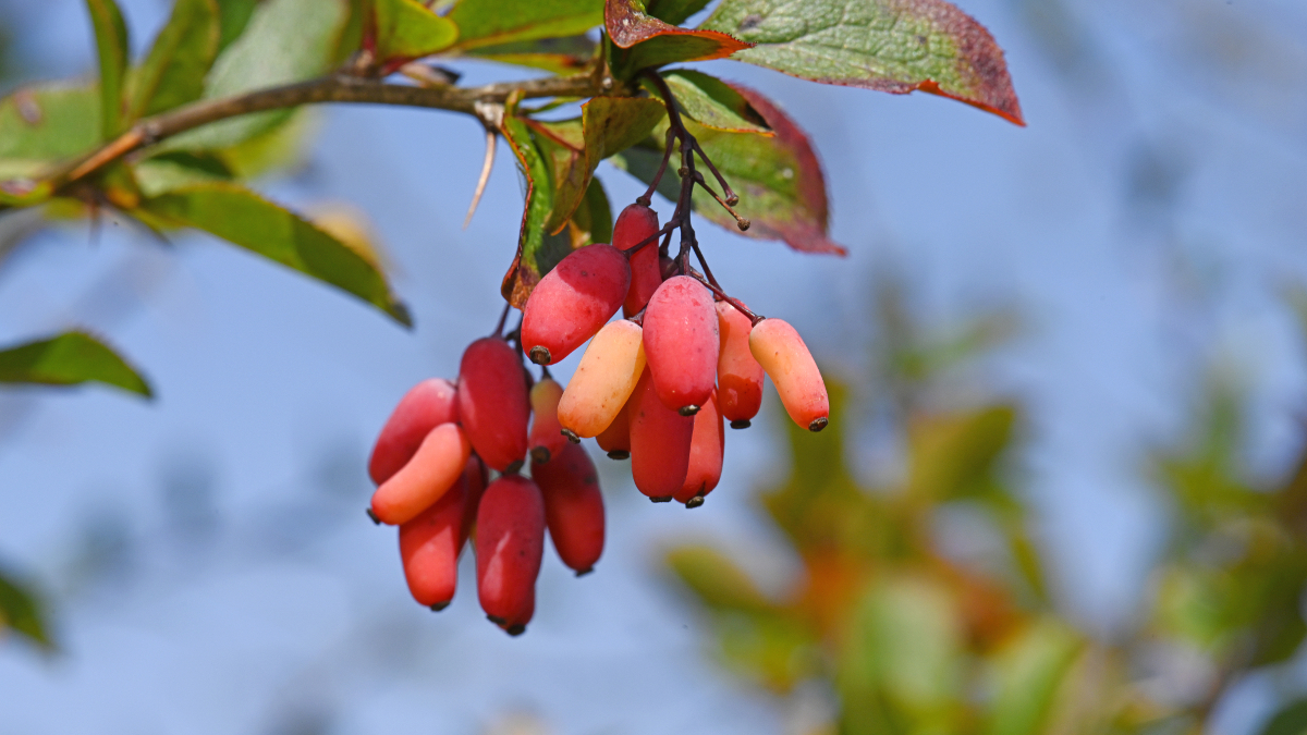 Berberis vulgaris ou épine-vinette riche en berbérine