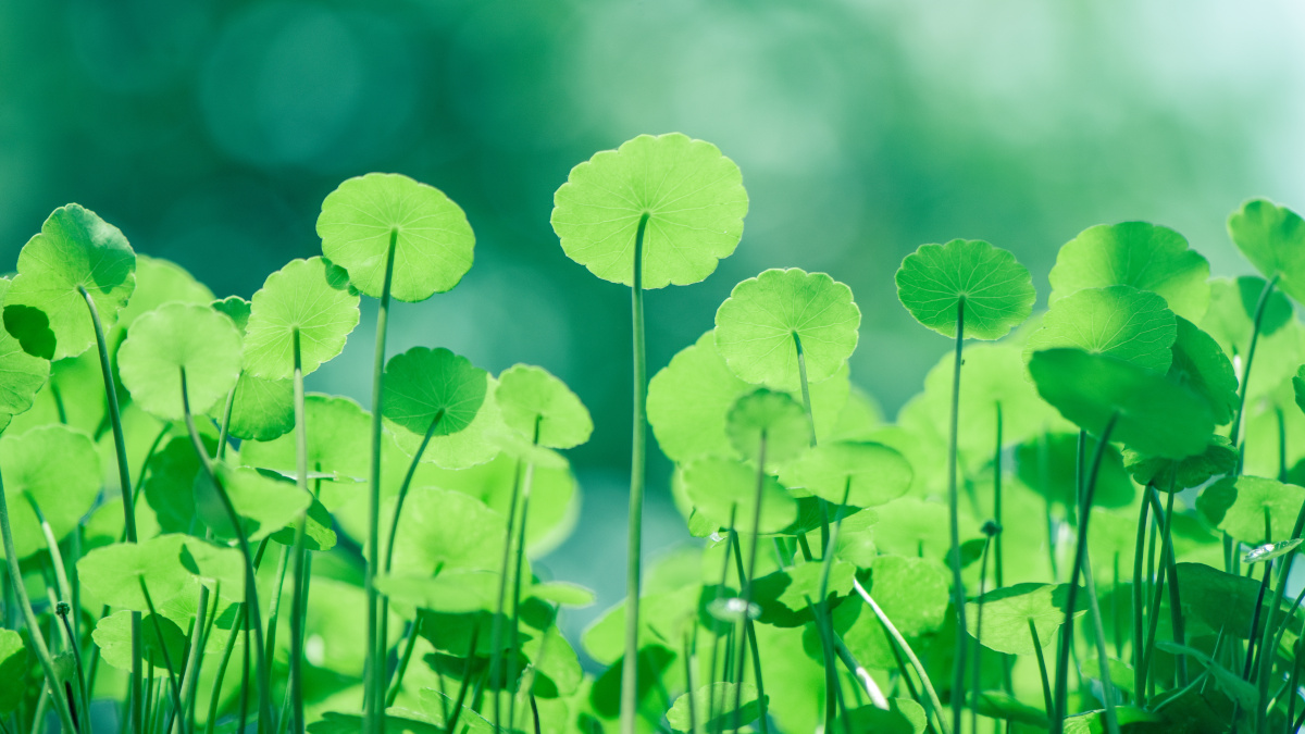 La plante Centella asiatica, hydrocotyle ou Gotu kola