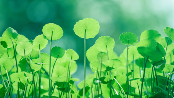 La plante Centella asiatica, hydrocotyle ou Gotu kola