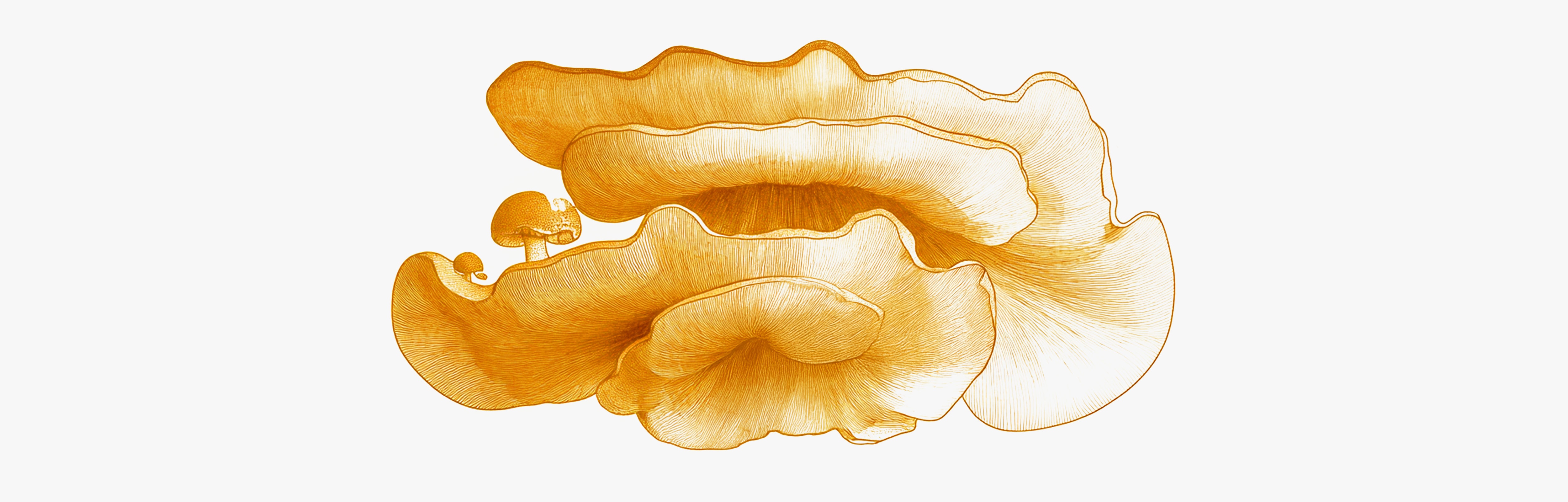 Champignon Antrodia pour le foie